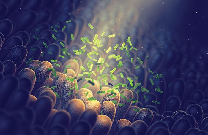 Bacteria-in-the-intestine